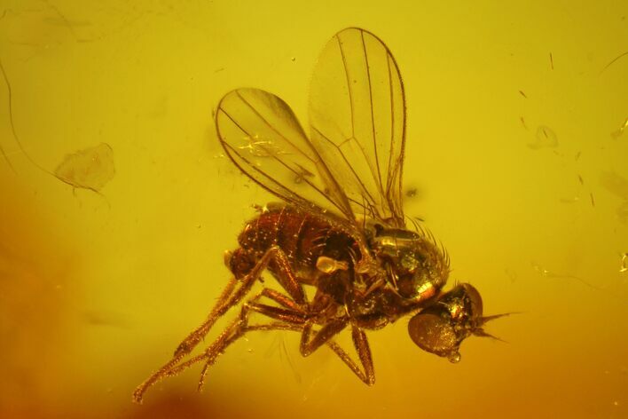 Fossil Fly (Diptera) In Baltic Amber #173655